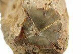 Triassic-Age Petrified Wood Log - Madagascar #379256-3